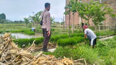 Polri Pantau Langsung Tanam Padi di Desa Lelede, Lombok Barat