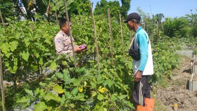 Ketahanan Pangan Diperkuat, Bhabinkamtibmas Gandeng Petani Jagaraga
