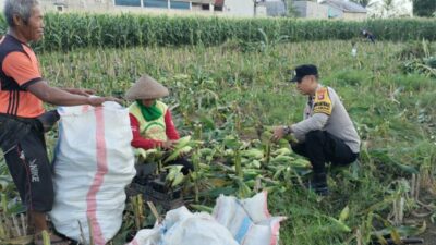 Peran Aktif Bhabinkamtibmas Labuapi Dukung Ketahanan Pangan Lokal