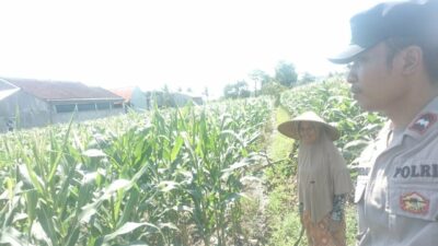 Polri dan Petani Labuapi Bersinergi, Perkuat Ketahanan Pangan Nasional Melalui Optimalisasi Lahan