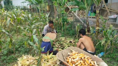Polisi Sambangi Petani Jagung di Eyat Mayang Lembar, Dorong Ketahanan Pangan Lokal