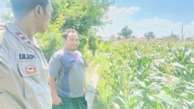 Polri Hadir untuk Pangan: Petani Desa Labuapi Didukung Tanam Jagung di Lahan Kosong