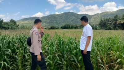 Pendampingan Petani Jagung oleh Polsek Kuripan, Dorong Ketahanan Pangan Lombok Barat