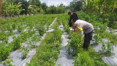 Polri Hadir Dukung Warga Jagaraga Wujudkan Desa Mandiri Pangan