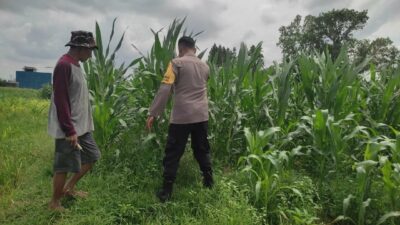 Polri Aktif Kawal Pertanian Jagung di Desa Kuranji Dalang, Labuapi Lombok Barat